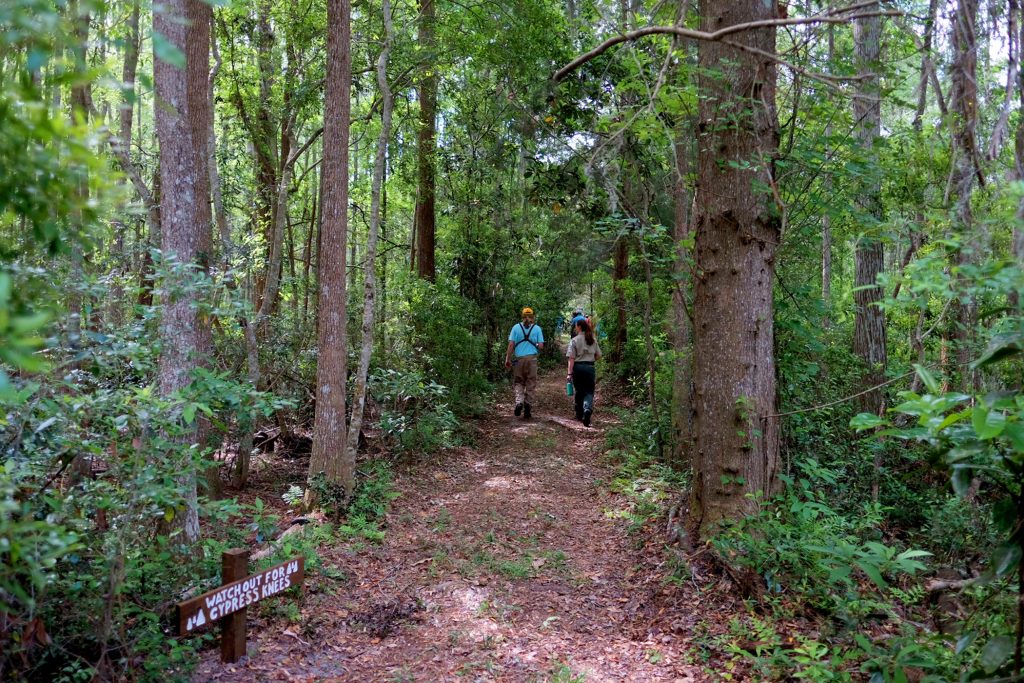 people hiking in woods